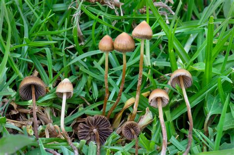 psilocybin mushroom identification pictures